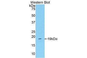 Western Blotting (WB) image for anti-Mannose Associated Serine Protease 2 (AA 280-433) antibody (ABIN1859764) (Mannose Associated Serine Protease 2 (AA 280-433) anticorps)