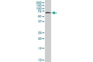 HDAC1 monoclonal antibody (M14), clone 5C11.