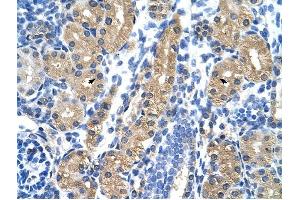 HSD17B1 antibody was used for immunohistochemistry at a concentration of 4-8 ug/ml to stain Epithelial cells of renal tubule (arrows) in Human Kidney. (HSD17B1 anticorps)