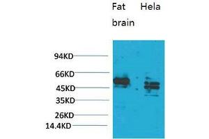 Western Blot (WB) analysis of 1) Rat Brain Tissue, 2)HeLa, with CXCR4 Rabbit Polyclonal Antibody diluted at 1:2000. (CXCR4 anticorps)
