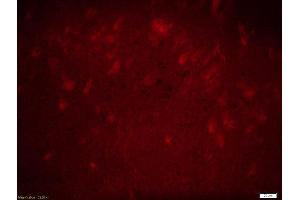 anti-Growth Arrest and DNA-Damage-Inducible, beta (GADD45B) (AA 81-160) antibody