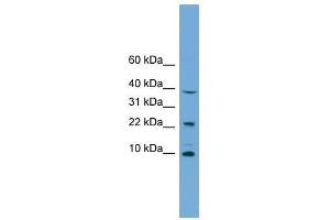CHCHD8 antibody used at 0. (COA4 anticorps  (Middle Region))
