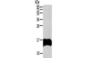 Western blot analysis of HUVEC cells using S100A13 Polyclonal Antibody at dilution of 1:200 (S100A13 anticorps)