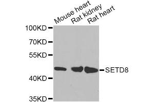 Western blot analysis of extracts of various cell lines, using SETD8 Antibody (ABIN5974407) at 1/1000 dilution. (SETD8 anticorps)