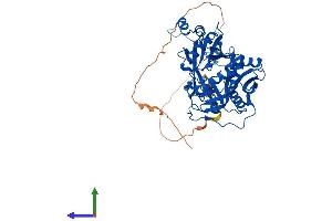 AlphaFold protein structure predicition of Human Recombinant NMT1 Protein, UniprotID P30419