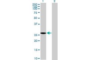 Western Blot analysis of IGL@ expression in transfected 293T cell line by IGL@ MaxPab polyclonal antibody. (IgL anticorps  (AA 1-232))