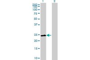 Western Blot analysis of DNAJB8 expression in transfected 293T cell line by DNAJB8 MaxPab polyclonal antibody.