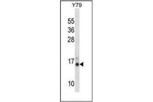 Western blot analysis of PFN2 Antibody (C-term) in Y79 cell line lysates (35ug/lane). (PFN2 anticorps  (C-Term))