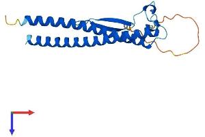 AlphaFold protein structure predicition of Mouse Recombinant Ccdc115 Protein, UniprotID Q8VE99