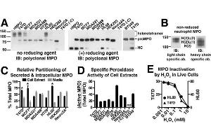 Screening multiple cell lines reveals that T47D and MCF7 cells efficiently process recombinant MPO into the mature heterotetrameric form.