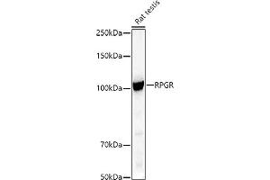 Western blot analysis of extracts of Rat testis, using RPGR antibody (ABIN3015609, ABIN3015610, ABIN3015611, ABIN1682567 and ABIN6218971) at 1:500 dilution. (RPGR anticorps  (AA 1-260))