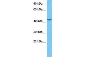 Host:  Rabbit  Target Name:  KCNJ6  Sample Type:  MCF7 Whole Cell lysates  Antibody Dilution:  1. (KCNJ6 anticorps  (C-Term))