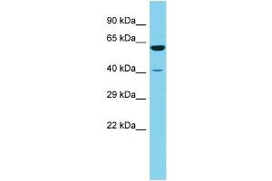 Host: Rabbit Target Name: RSRC1 Sample Type: 721_B Whole Cell lysates Antibody Dilution: 1. (RSRC1 anticorps  (N-Term))