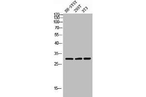 APOOL anticorps  (C-Term)