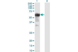 Western Blot analysis of PRUNE expression in transfected 293T cell line by PRUNE monoclonal antibody (M01), clone 1C11. (PRUNE anticorps  (AA 1-453))