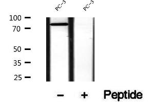 Western blot analysis of extracts of PC-3 cells, using SEC63 antibody. (SEC63 anticorps  (C-Term))
