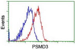 Image no. 1 for anti-Proteasome (Prosome, Macropain) 26S Subunit, Non-ATPase, 3 (PSMD3) antibody (ABIN1499980) (PSMD3 anticorps)