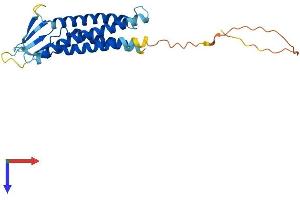 AlphaFold protein structure predicition of Mouse Recombinant Cldn10 Protein, UniprotID Q9Z0S6
