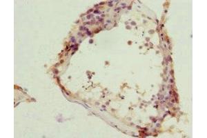 Immunohistochemistry of paraffin-embedded human testis tissue using ABIN7161952 at dilution of 1:100