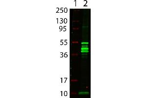 Western Blot showing detection of Maltose Binding Protein (MBP) (0. (MBP Tag anticorps)