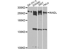 Western blot analysis of extracts of various cell lines, using INADL antibody. (PATJ anticorps)