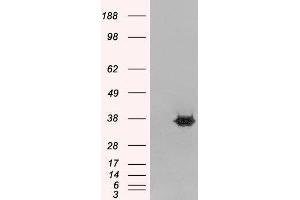Western Blotting (WB) image for Mortality Factor 4 Like 2 (MORF4L2) peptide (ABIN370471) (Mortality Factor 4 Like 2 (MORF4L2) Peptide)