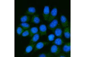 IF analysis of TSTA3/GFUS using anti-TSTA3/GFUS antibody (ABIN7825400). (GFUS (AA 44-321) anticorps)