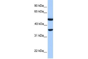 WB Suggested Anti-DNAJB6 Antibody Titration: 0. (DNAJB6 anticorps  (N-Term))