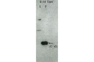 Western Blotting (WB) image for anti-Rqn1 (C-Term) antibody (ABIN2452117) (Rqn1 (C-Term) anticorps)