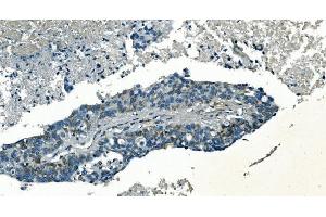 IHC analysis of PI-16/PI16 using anti-PI-16/PI16 antibody (ABIN7601074). (PI16 anticorps  (AA 28-363))
