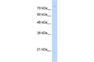 ZNF709 antibody (20R-1237) used at 0. (ZNF709 anticorps  (N-Term))