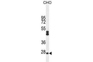 CF062 Antibody (Center) western blot analysis in CHO cell line lysates (35ug/lane). (C6ORF62 anticorps  (Middle Region))