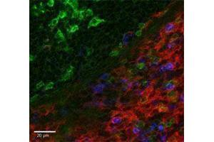 Immunofluorescence (IF) image for anti-Integrin alpha M (ITGAM) antibody (PE) (ABIN2663957) (CD11b anticorps  (PE))