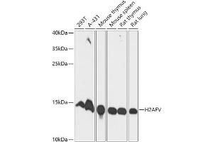 H2AFV 抗体  (AA 1-128)