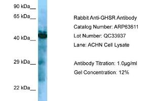 Western Blotting (WB) image for anti-Growth Hormone Secretagogue Receptor (GHSR) (C-Term) antibody (ABIN970766) (GHSR anticorps  (C-Term))