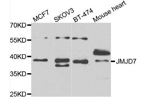 Western blot analysis of extracts of various cell lines, using JMJD7 antibody. (JMJD7 anticorps)