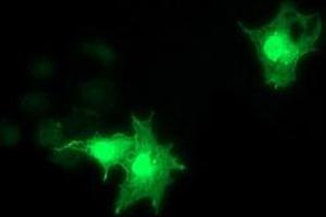 Anti-RASD2 mouse monoclonal antibody (ABIN2453975) immunofluorescent staining of COS7 cells transiently transfected by pCMV6-ENTRY RASD2 (RC201454). (RASD2 anticorps)