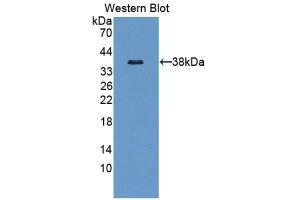 Western Blotting (WB) image for anti-Endothelial PAS Domain Protein 1 (EPAS1) (AA 21-336) antibody (ABIN1176137)