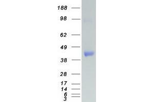 Validation with Western Blot