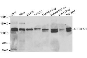 Western blot analysis of extracts of various cell lines, using GTF2IRD1 antibody. (GTF2IRD1 anticorps  (AA 660-959))