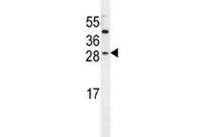 IGF2 antibody western blot analysis in HeLa lysate.