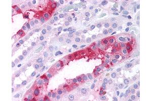 Anti-SGK3 antibody IHC of human kidney.