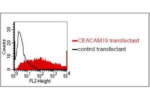 FACS analysis of BOSC23 cells using HY-8H10. (CEACAM19 anticorps)