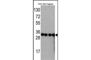 Western blot analysis of anti-G7 Monoclonal Antibody ABIN387793 by Recombinant G7 protein (Fragment 34KD). (ATG7 anticorps)
