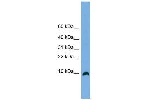 WB Suggested Anti-C18orf56 Antibody Titration: 0.