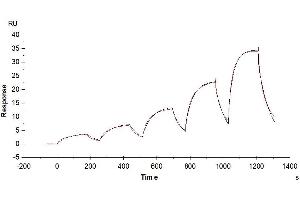 Fibroblast Growth Factor 10 (FGF10) (AA 38-208) protein (Biotin)