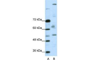WB Suggested Anti-PEG3 Antibody Titration:  0. (PEG3 anticorps  (C-Term))