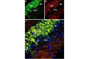 Expression of Zinc transporter 3 in rat hippocampus - Immunohistochemical staining of immersion-fixed, free floating rat brain frozen sections using Anti-ZnT3 (SLC30A3) Antibody (ABIN7043715, ABIN7045356 and ABIN7045357), (1:600).