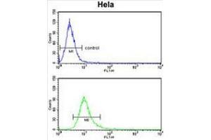 PCAT1 Antibody (C-term) flow cytometry analysis of Hela cells (bottom histogram) compared to a negative control cell (top histogram).