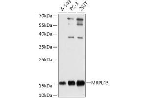 Western blot analysis of extracts of various cell lines, using MRPL43 antibody (ABIN7268573) at 1:1000 dilution. (MRPL43 anticorps  (AA 80-155))